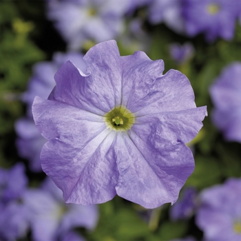 Petunia grandiflora 'Sky Blue' 