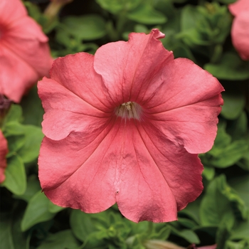 Petunia grandiflora 'Salmon' 