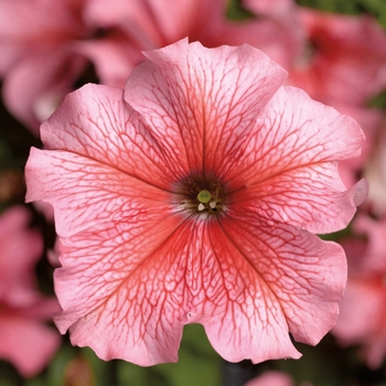 Petunia grandiflora 'Salmon Veined' 