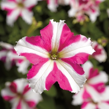 Petunia grandiflora 'Rose Star' 