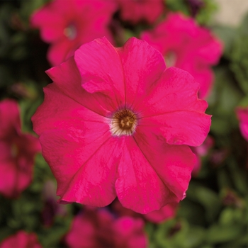 Petunia grandiflora 'Rose' 