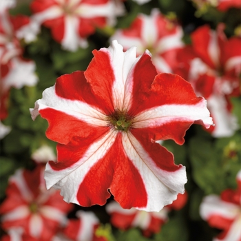 Petunia grandiflora 'Red Star' 