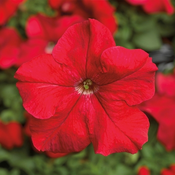 Petunia grandiflora 'Red' 