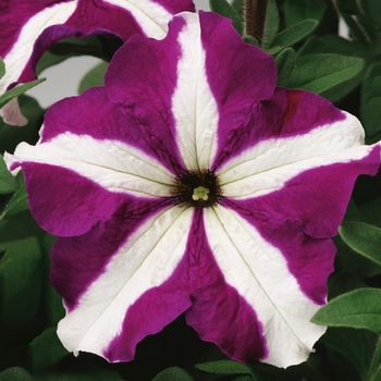 Petunia grandiflora 'Purple Star' 