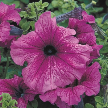 Petunia grandiflora 'Plum' 