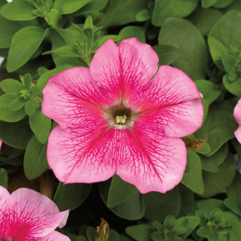 Petunia grandiflora 'Pink Veined' 