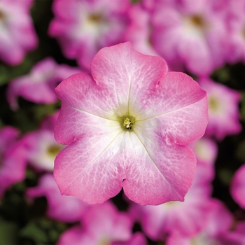 Petunia grandiflora 'Pink Morn' 
