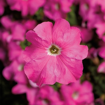 Petunia grandiflora 'Pink' 