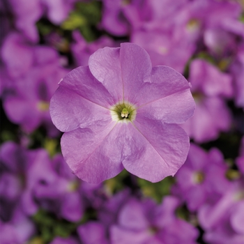 Petunia grandiflora 'Lavender' 