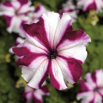 Petunia grandiflora 'Crimson Star' 