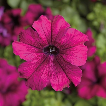 Petunia grandiflora 'Burgundy' 