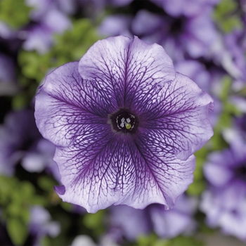 Petunia grandiflora 'Blue Veined' 