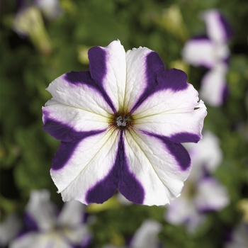 Petunia grandiflora 'Blue Star' 