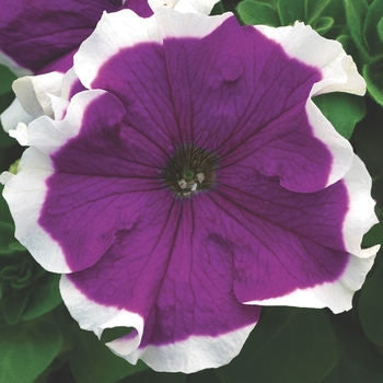 Petunia grandiflora 'Velvet' 