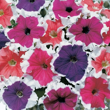 Petunia grandiflora 'Mix' 