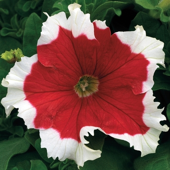 Petunia grandiflora 'Fire' 