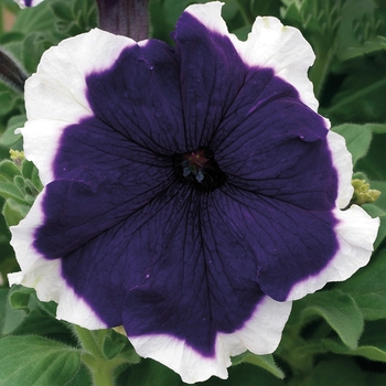 Petunia grandiflora 'Blue' 