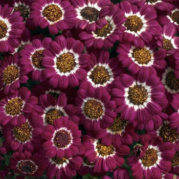 Pericallis cruenta 'Crimson Bicolor' 