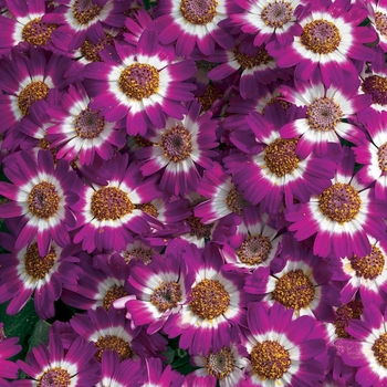 Pericallis cruenta 'Carmine Bicolor' 