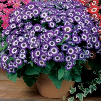 Pericallis cruenta 'Blue Bicolor' 