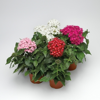 Pentas lanceolata Honeycluster™ 'Mix'