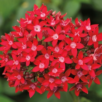 Pentas lanceolata Falling Star™ 'Red'