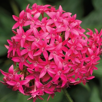 Pentas lanceolata Falling Star™ 'Hot Pink'