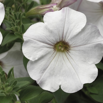 Petunia 'White Vein' 