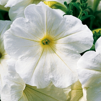 Petunia 'White Pearl' 