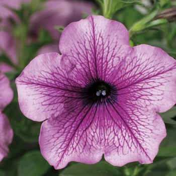 Petunia 'Rose Vein' 