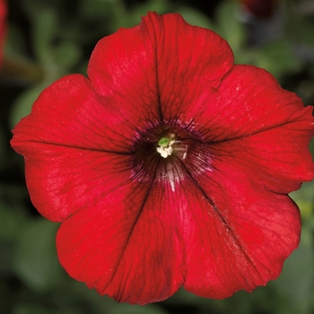 Petunia 'Red Imp' 