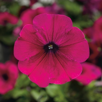 Petunia 'Purple' 