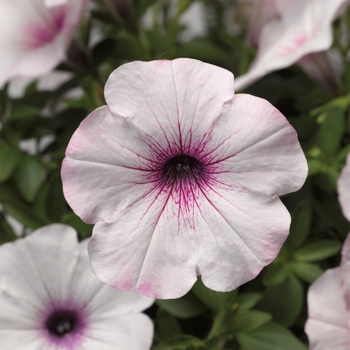 Petunia 'Pink Vein' 