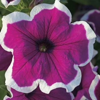 Petunia 'Picotee Punch' 