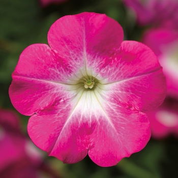 Petunia 'Patio Pink Morn' 