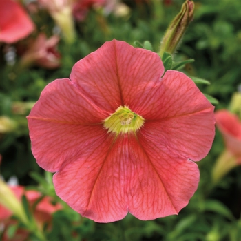 Petunia 'Patio Salmon' 