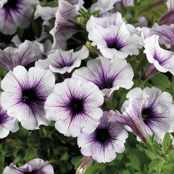 Petunia 'Patio Blue Vein' 