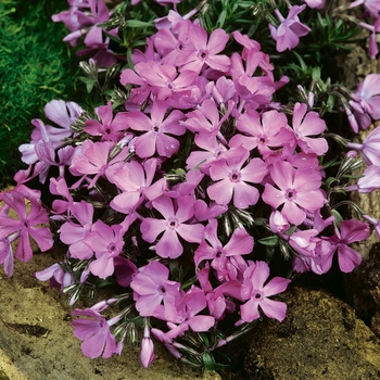 Phlox subulata 'McDaniel's Cushion' 