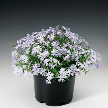 Phlox subulata 'Emerald Cushion Blue' 