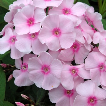 Phlox paniculata 'Sensation™ Soft Pink' 