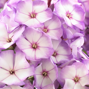 Phlox paniculata 'Fantasy' 