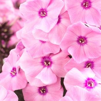 Phlox paniculata 'Dream™ Orange Rose' 