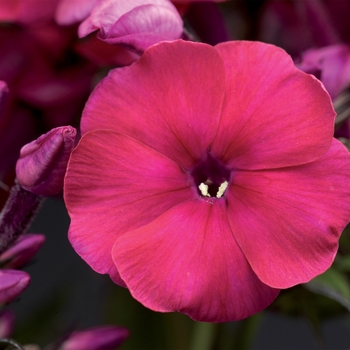 Phlox paniculata 'Cherry Red' 