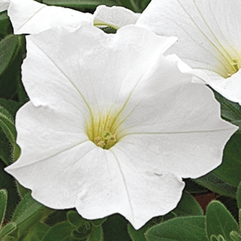 Petunia multiflora 'White' 