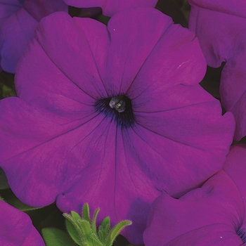 Petunia multiflora 'Violet' 