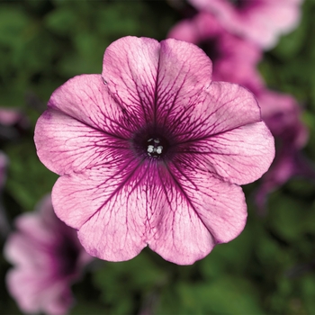 Petunia multiflora 'Sugar Plum' 