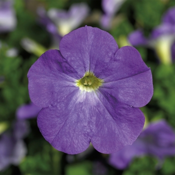 Petunia multiflora 'Sky Blue' 