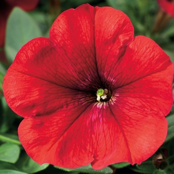 Petunia multiflora 'Red' 