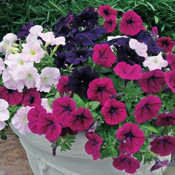 Petunia multiflora 'Razzleberry Mix' 