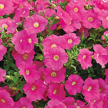 Petunia multiflora 'Pink' 